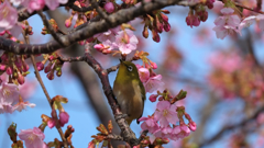 ２０１７メジロと桜３