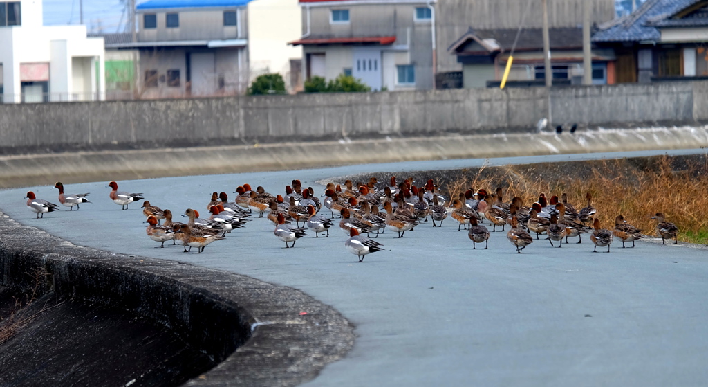 鴨の散歩