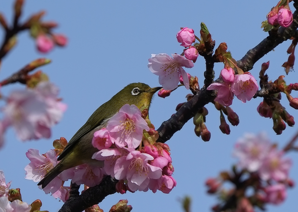 ２０１７メジロと桜６