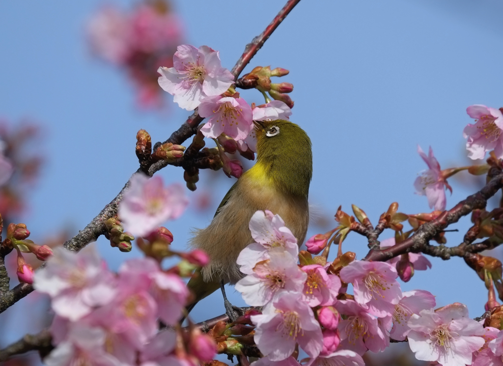 ２０１７メジロと桜５