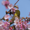 ２０１７メジロと桜５