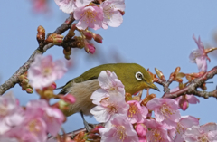 ２０１７メジロと桜７