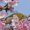 ２０１７メジロと桜７