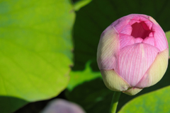 2018散歩で見つけた花25 2018散歩で見つけた花25