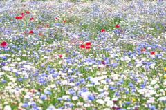 2018花いっぱい5 2018花いっぱい5