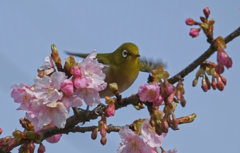 ２０１７メジロと桜８