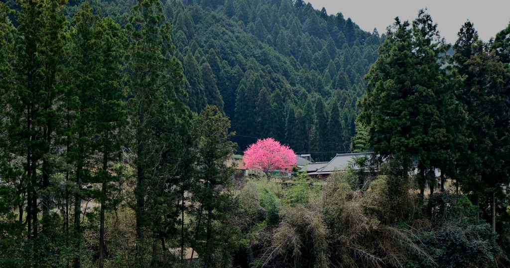 紅一点