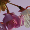 ２０１７桜２