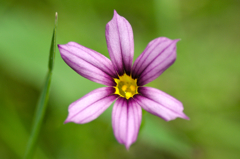 野の花