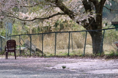 椅子と桜