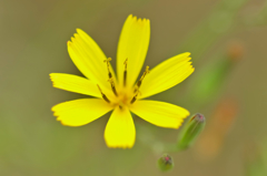 野の花２