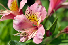 花０５２１－５