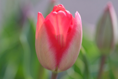 ２０１８散歩で見つけた花7