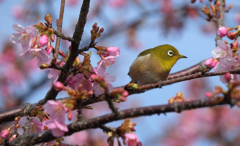 ２０１７メジロと桜２