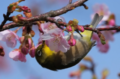 ２０１７メジロと桜１