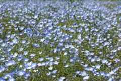 2018花いっぱい7 2018花いっぱい7