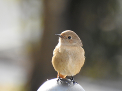 ２０１８散歩中に見つけた鳥３