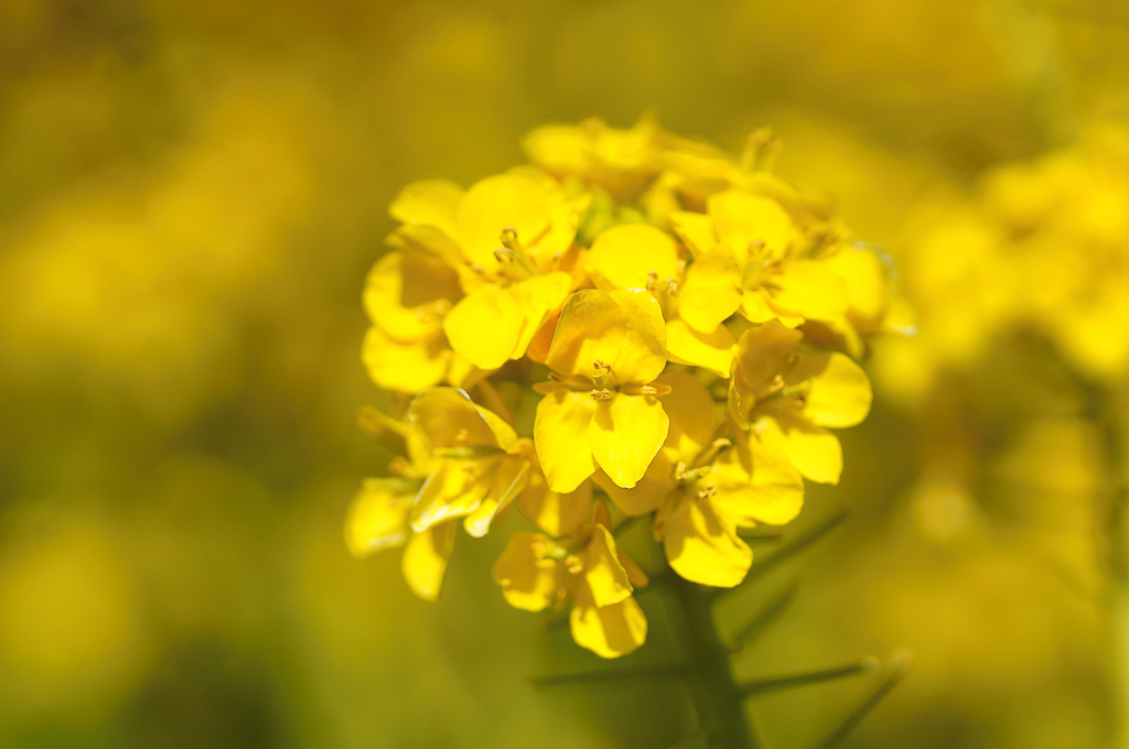 ２０１７菜の花２