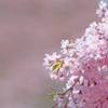 ２０１７桜３