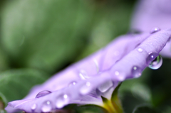 花と雫５