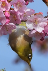 ２０１７メジロと桜４