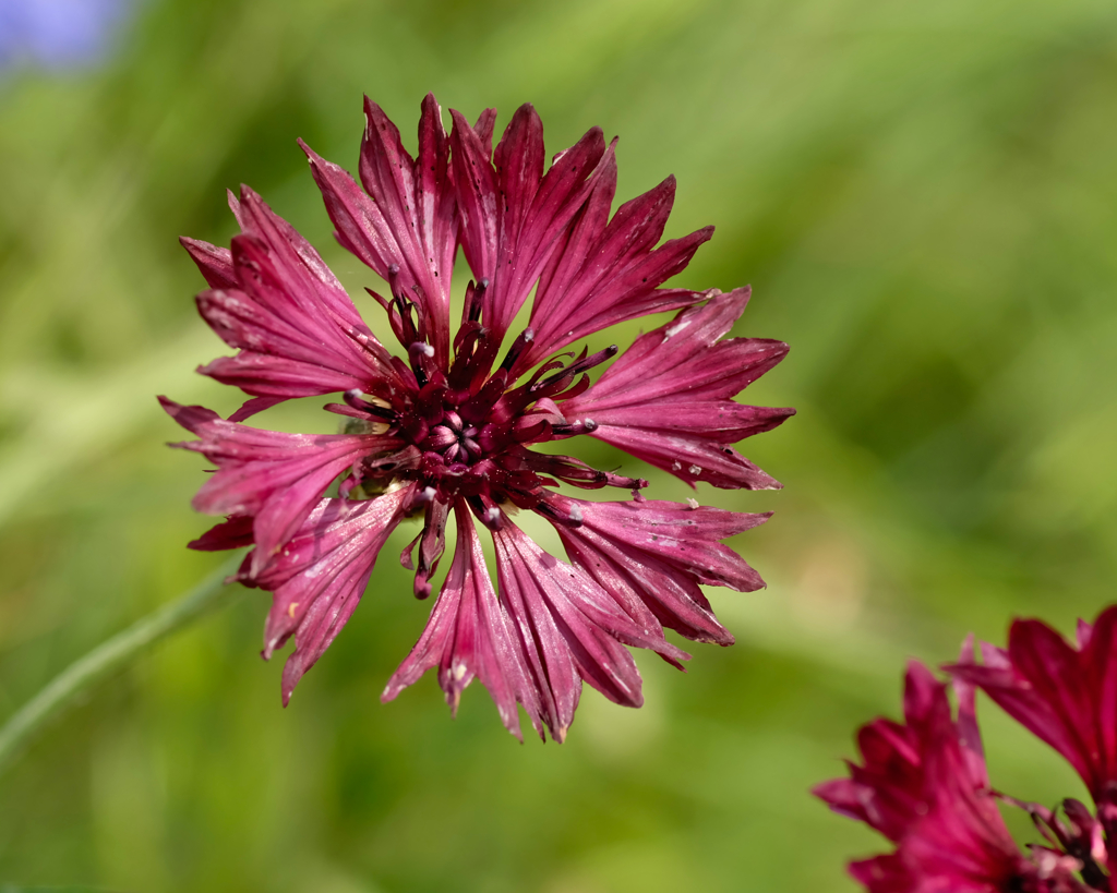 花0529-2