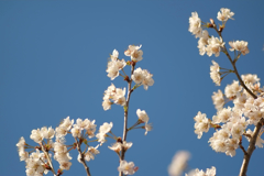 ２０１８桜6