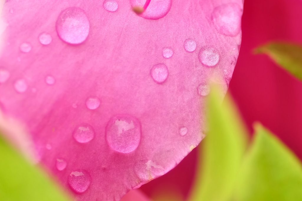 花と雫２