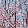 花と鳥１