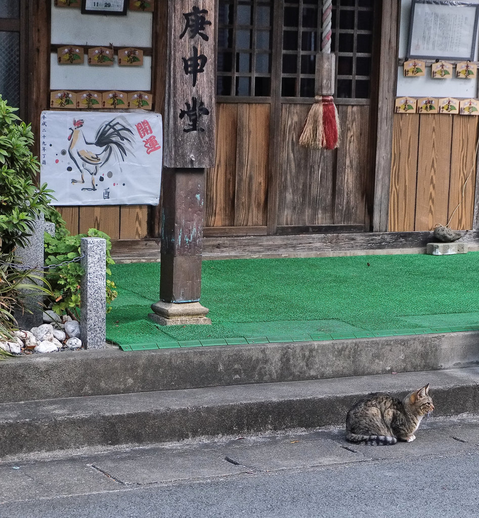 庚申堂の猫