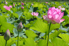 2018散歩で見つけた花24 2018散歩で見つけた花24