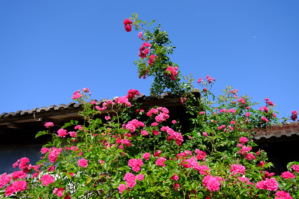 薔薇の家
