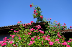 薔薇の家