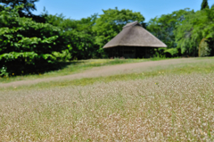 公園の東屋