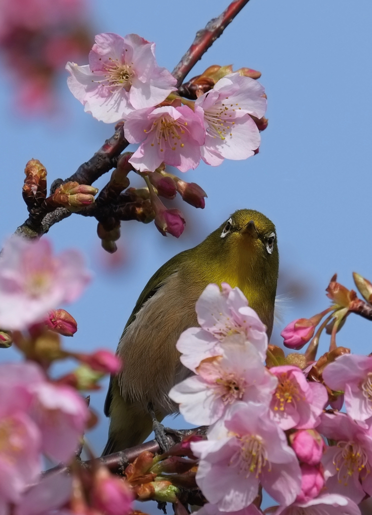 ２０１７メジロと桜１０