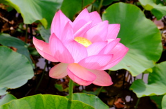 蓮３