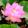 蓮３
