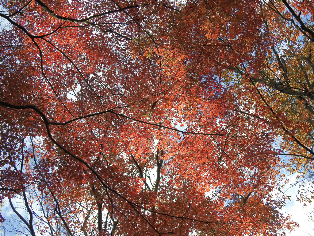 2017紅葉１