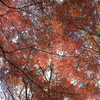 2017紅葉１
