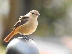 ２０１８散歩中に見つけた鳥２