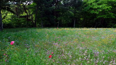 お花畑１