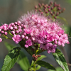 花０５２１－１