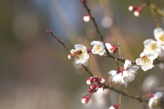 梅と蜂