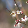 梅と蜂