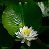 蓮５
