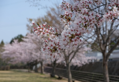 ２０１８桜9