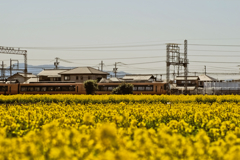 ２０１８菜の花3