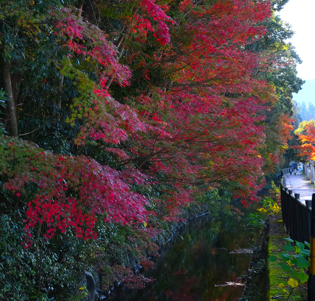 もみじ５