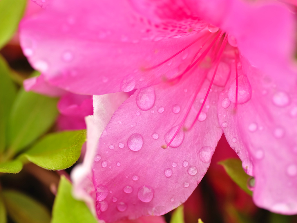 花と雫３