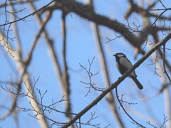 シジュウカラ